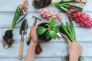 インテリアに活用できる室内におすすめな観葉植物8つ