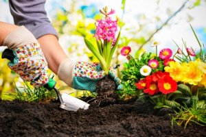 家の飾りにぴったり!素敵な植物7選