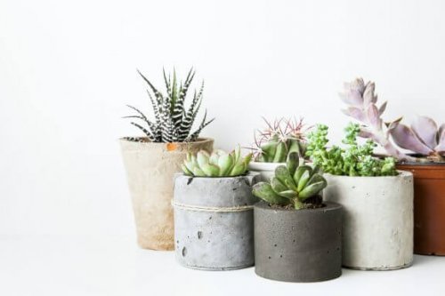 丈夫な植物の中からあなたのお気に入りを探そう！