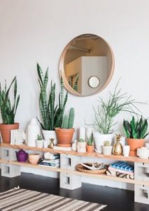 玄関に置きたいおすすめの観葉植物!飾り方のコツは?