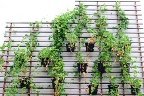 ボタニカル 装飾