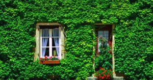 庭の目隠しアイデア:屋外にアイビーを植えてみよう