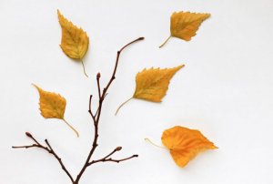 押し葉でアート作品を作る2つの方法