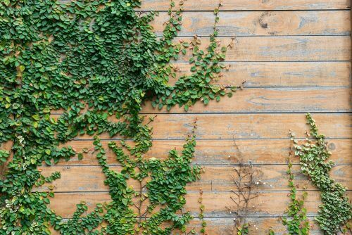 庭の目隠しにアイビーを植える