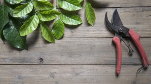 絶対必須のガーデニングツール