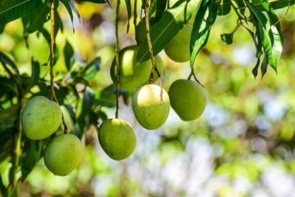 熱帯植物 手入れ 装飾方法