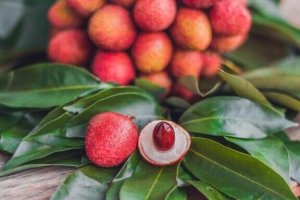 熱帯植物の手入れと装飾方法