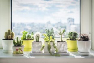窓際に花を飾る方法