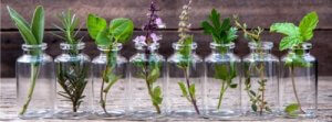 室内植物を正しく選ぶ方法