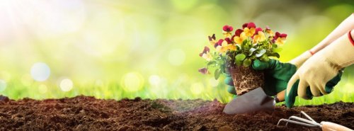美しく庭を飾ろう！自宅の庭に最適な植物5選