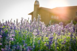 自宅のニオイを改善するためのアドバイス