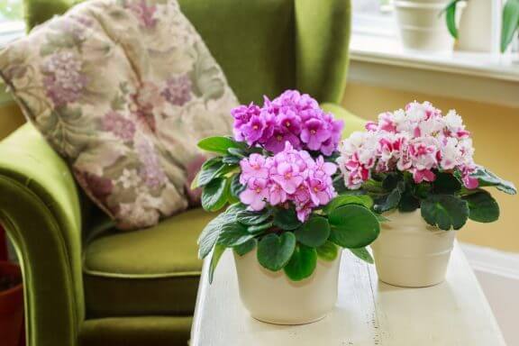 秋の庭：生活に秋を取り入れる3つの理想的な植物