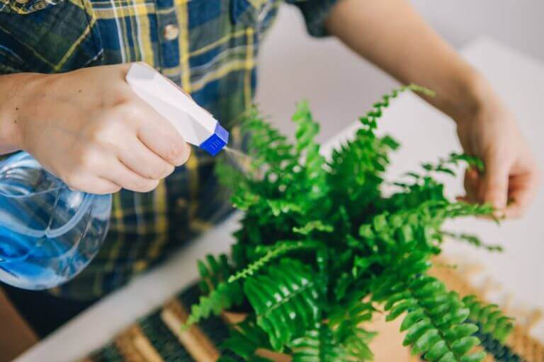 シダ植物の育て方