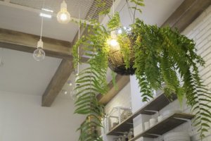 シダ植物をインテリアに活用する方法