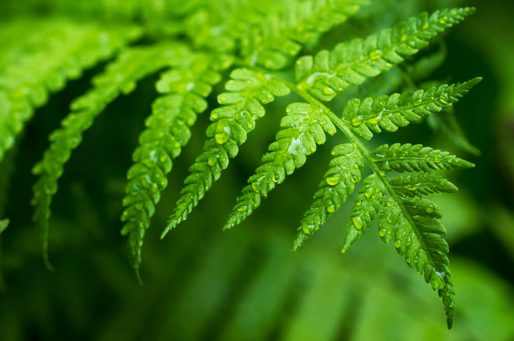 シダ植物の葉を活用したインテリア