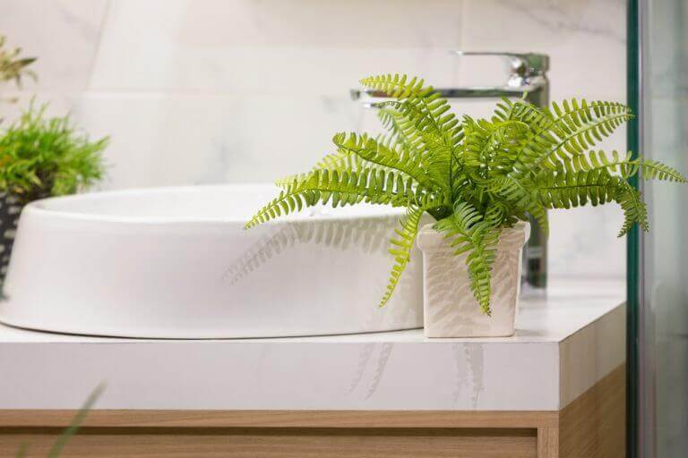 シダ植物:新しく刺激的なインテリアのトレンド 浴室