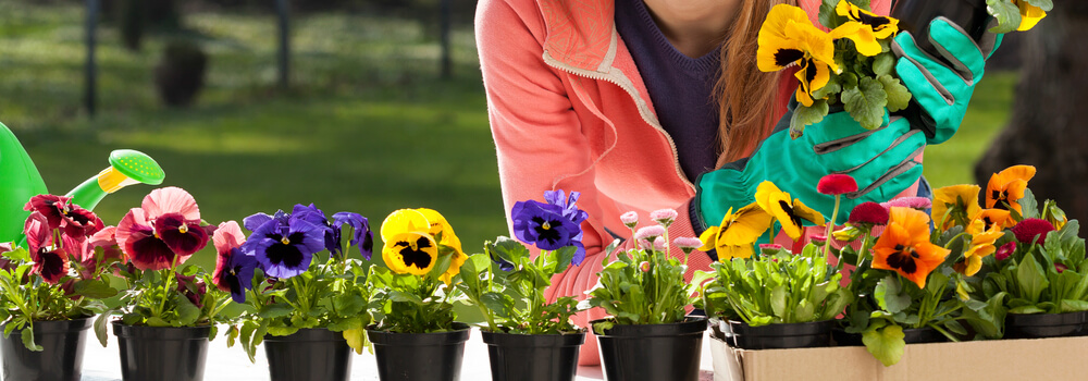 秋の庭:生活に秋を取り入れる3つの理想的な植物 パンジー