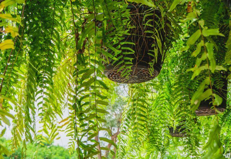 シダ植物:新しく刺激的なインテリアのトレンド 吊るすタイプのシダ