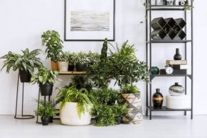 植物と風水:どのような効果がありますか?