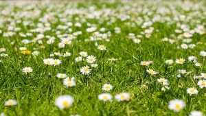 素晴らしい植物