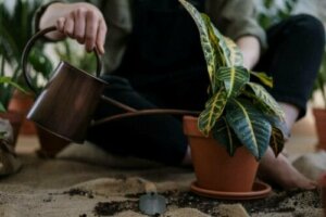 ご存知ですか? 水をやりすぎた植物を助ける方法