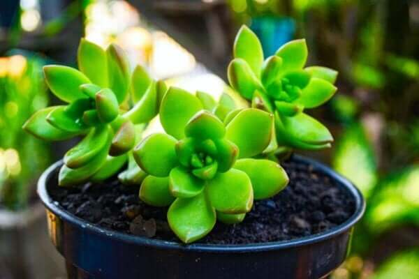 多肉植物 水をやりすぎた植物を助ける方法